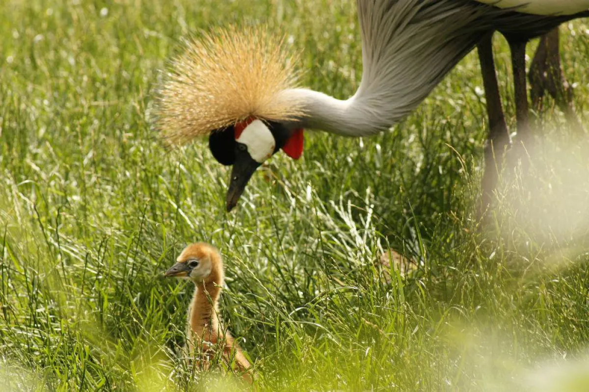 Kronenkranich-Küken im Erlebnis-Zoo Hannover