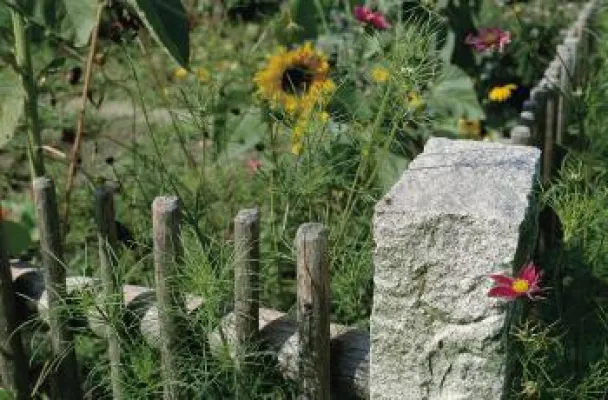 Bild: Wo die Sonne durch die Wälder flutet