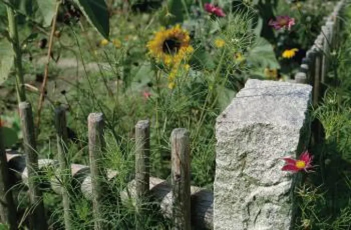 Bild: Wo die Sonne durch die Wälder flutet