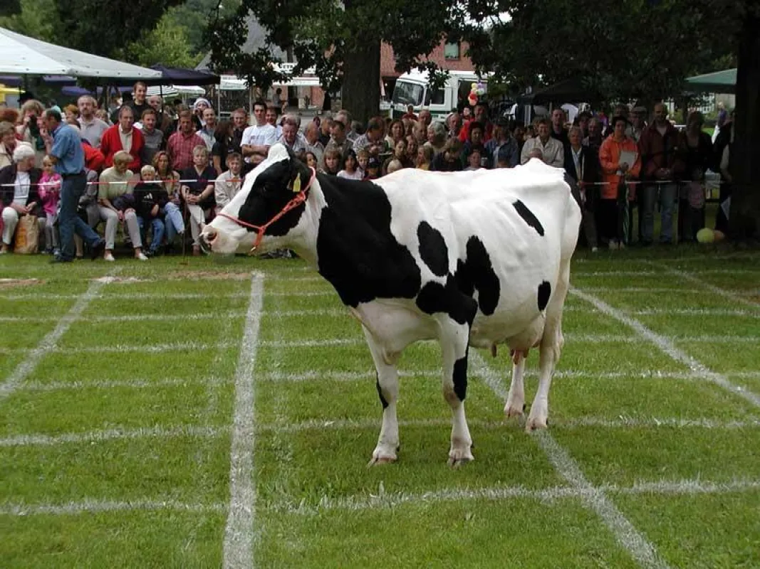 Kuhfladenroulette im Rundlingsdorf Sagasfeld