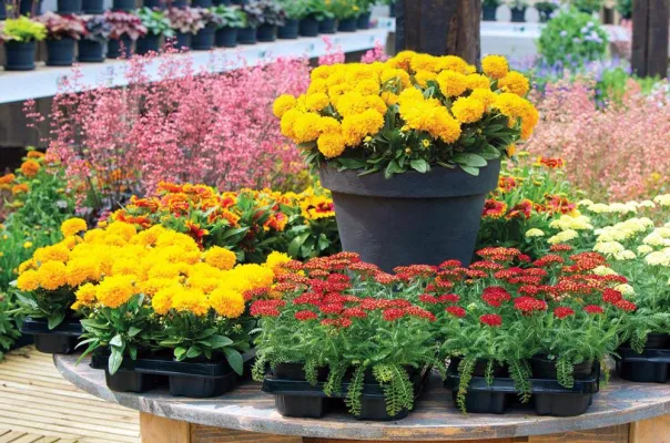 Bild: „Blühendes Sachsen 2014“ eröffnet Gartensaison