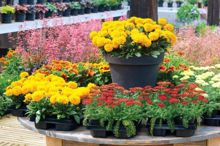 Bild: „Blühendes Sachsen 2014“ eröffnet Gartensaison