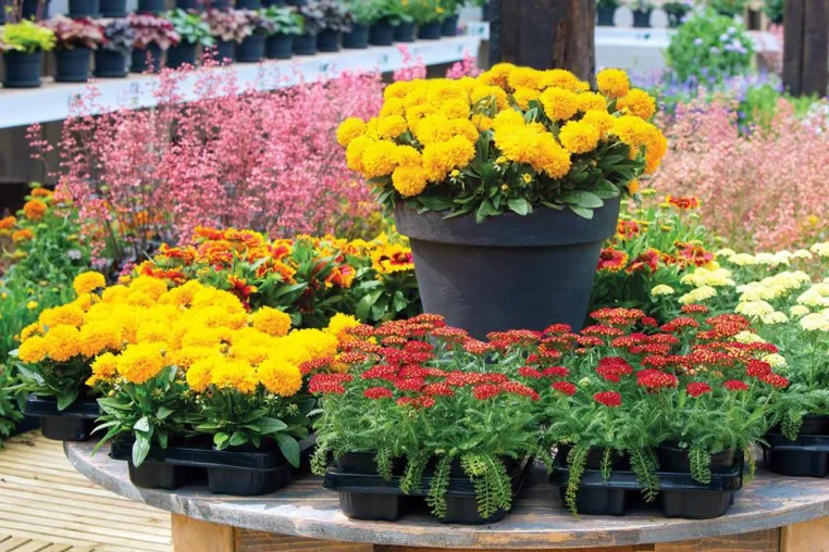 Bild: „Blühendes Sachsen 2014“ eröffnet Gartensaison