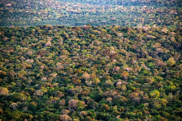 Klimawandel verändert Hitzeschutz von Amazonas-Bäumen und damit die Atmosphärenchemie Bild: Klimawandel verändert Hitzeschutz von Amazonas-Bäumen und damit die Atmosphärenchemie
