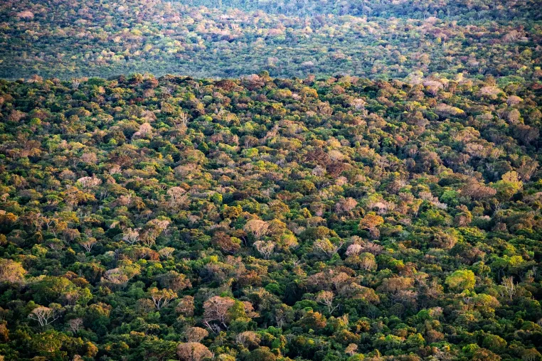 Bild: Klimawandel verändert Hitzeschutz von Amazonas-Bäumen und damit die Atmosphärenchemie