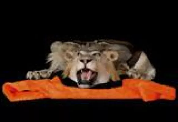 Groaaarrr! Junge FilmlöwInnen, zeigt eure Zähne Bild: Groaaarrr! Junge FilmlöwInnen, zeigt eure Zähne