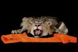 Groaaarrr! Junge FilmlöwInnen, zeigt eure Zähne Bild: Groaaarrr! Junge FilmlöwInnen, zeigt eure Zähne