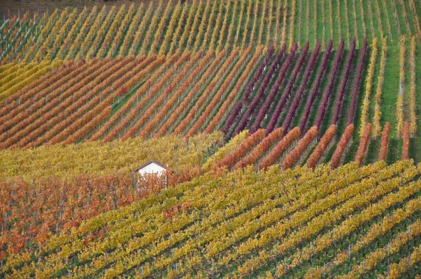 Bild: Heilbronn, die „Weinstadt“ wandelt sich zur „Grünen Hauptstadt Europas“ Was wird aus dem Weinbau?