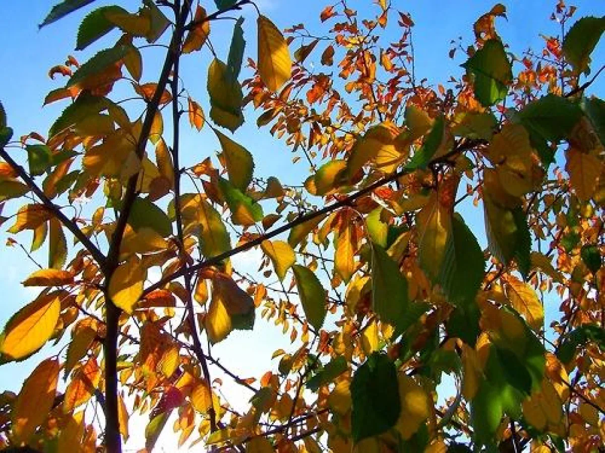 Kirschlaub im Herbst © Verena N./PIXELIO.de