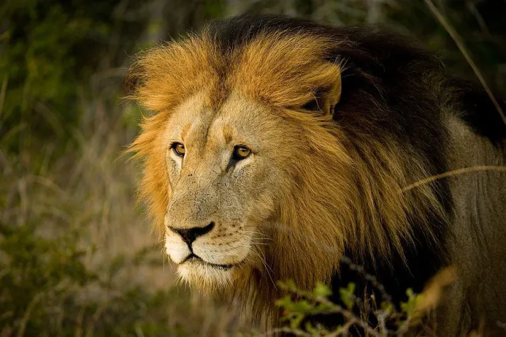 Bild: Wellness, Wein und wilde Tiere in Südafrika