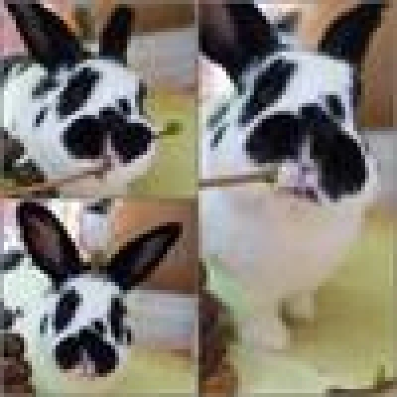 Flecki - eines der Patenkaninchen von ANUBIS-Tierbestattungen