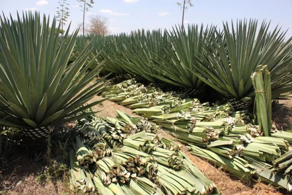 Bild: Die Herkunft der Rohstoffe für Sisalteppiche ist für die Qualität entscheidend