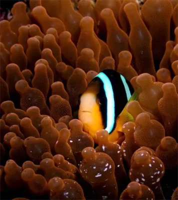 Bild: Abenteuer und Taucherlebnisse bei Cinnamon Hotels & Resorts Maldives: Ein Paradies für Unterwasserentdecker