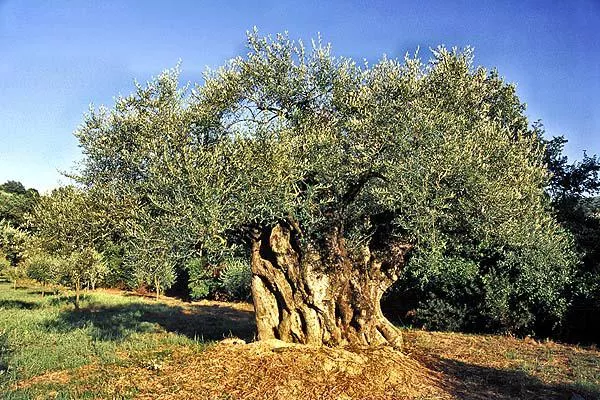 Bild: Quelle für Vitalität und Gesundheit: Bio-Olivenöl aus dem Cilento