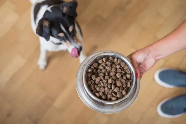 Bild: Insekten statt Fleisch - TENETRIO bietet eine vollwertige und nachhaltige Futter-Alternative für alle Hunde 