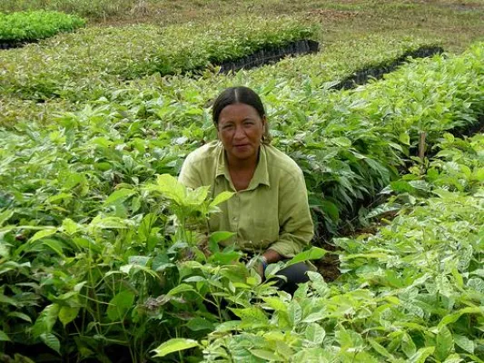 Bild: Baumschule in Panama: ForestFinance eröffnet zweite Baumschule aufgrund starker Nachfrage