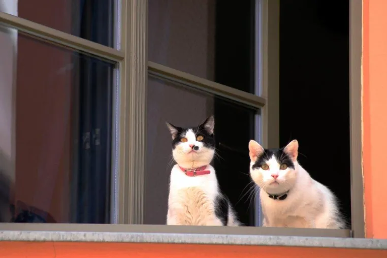 Bild: Damit die Tierliebe nicht zur Kündigung führt