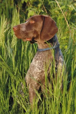 Bild: Seresto® Halsband : Zeckenschutz bis in den Herbst mit nur einer Anwendung