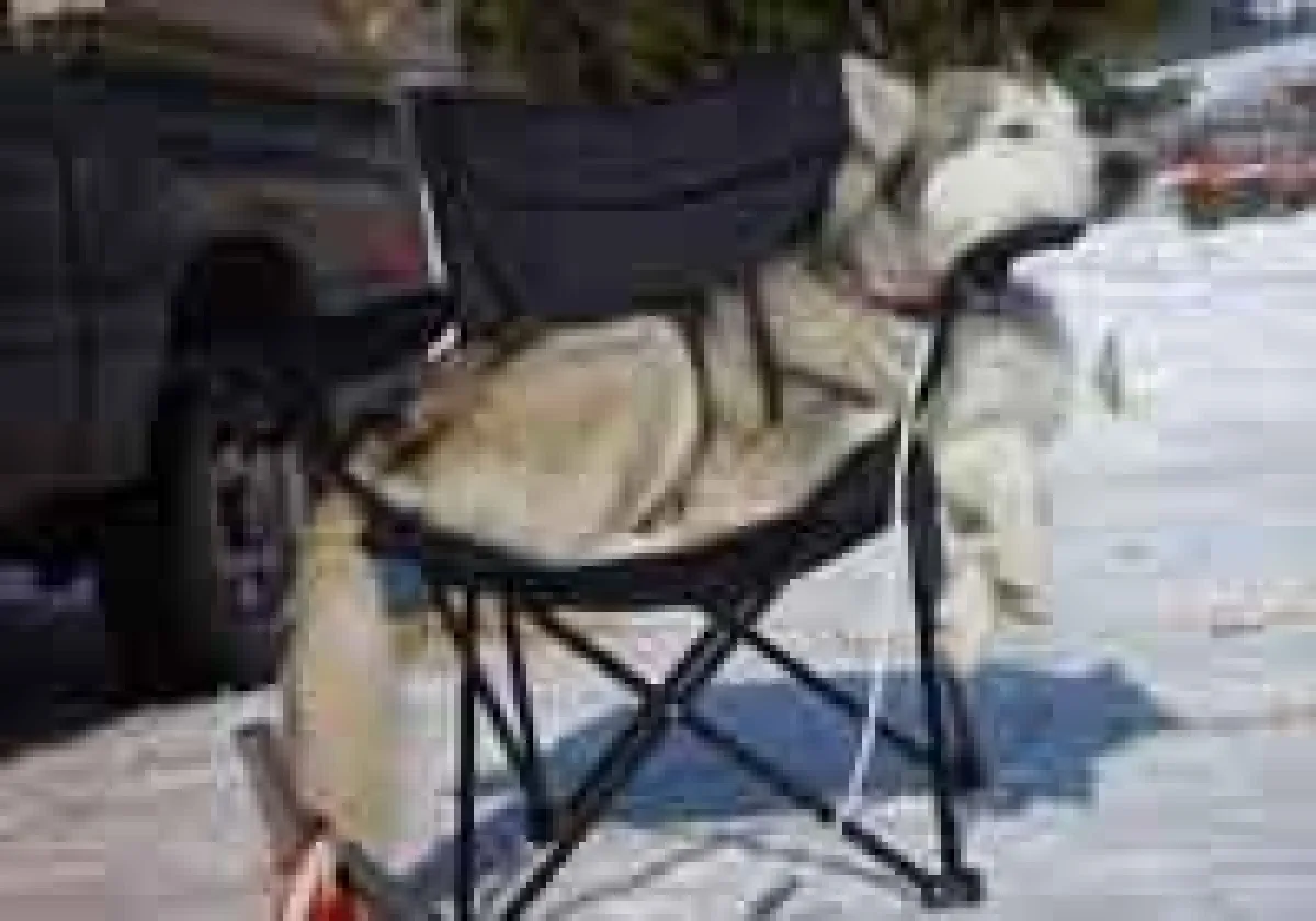 So ein Husky hat es schön...