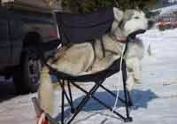 Sie heulen wieder...! Bild: Sie heulen wieder...!