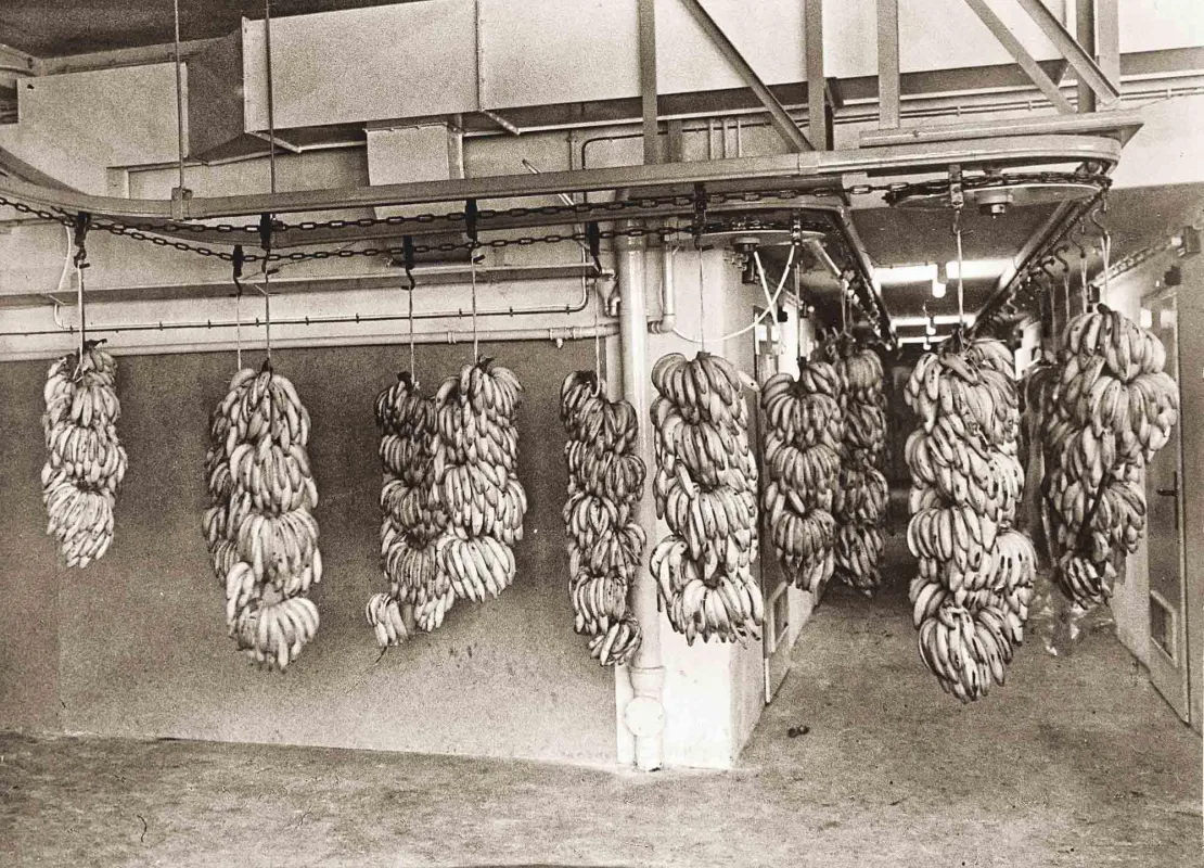 Der Stöhrsche Kreistransporteur beförderte schwere Bananenstauden an der Decke. (Foto: Dematic)