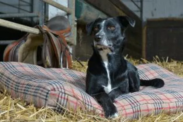Bild: Orthopädische Hundebetten für den Hund mit Stil