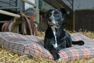 Bild: Orthopädische Hundebetten für den Hund mit Stil