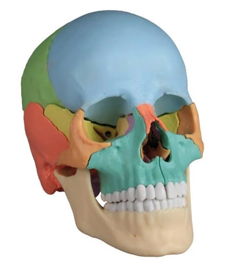 22 teiliger Schädel, didaktisch