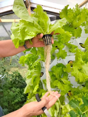 Vertical Farming wird die Welt verändern! Bild: Vertical Farming wird die Welt verändern!