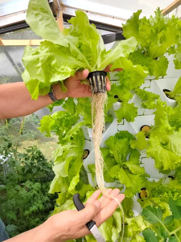 Bild: Vertical Farming wird die Welt verändern!