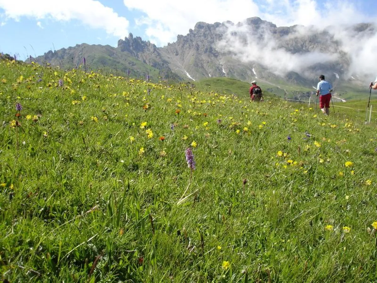 Blüten-Safari auf der Seiser Alm - Relais und Alpen