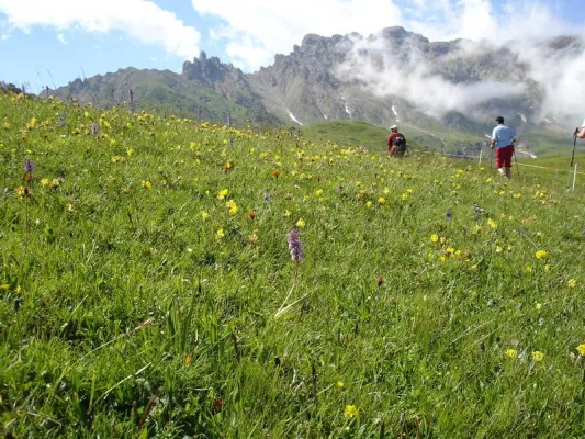 Bild: Aktiver Sommerurlaub zum Wandern und Wellness in Südtirol - Blüten-Safaris, Kraxeltouren & Gämsen