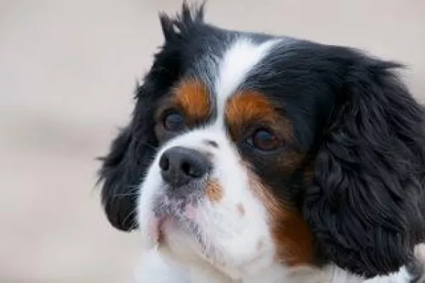 Bild: Breite Unterstützung für Wende in der Hundezucht