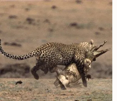 Bild: Leopard und Krokodil - ein Kampf auf Leben und Tod
