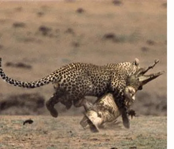 Leopard und Krokodil - ein Kampf auf Leben und Tod Bild: Leopard und Krokodil - ein Kampf auf Leben und Tod