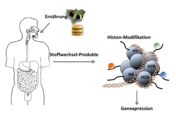 Fettstoffwechsel beeinflusst Genaktivität Bild: Fettstoffwechsel beeinflusst Genaktivität