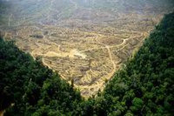 Bild: Schokoladenfirma Original Beans launcht erstes kundenfinanziertes Regenwaldschutzprogramm