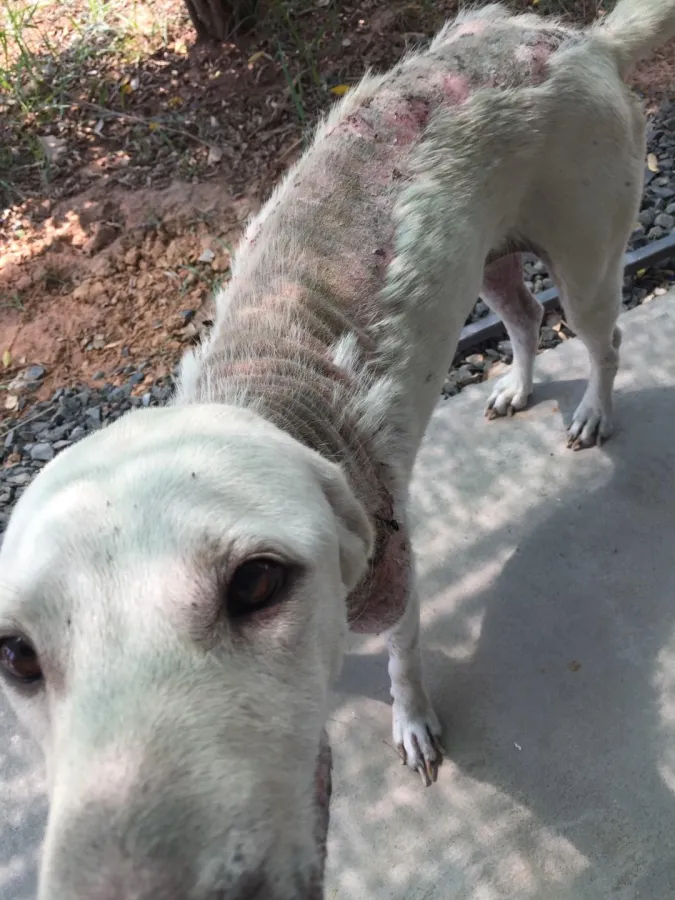 Leidvoll und herzzerreißend: Spätfolgen beim Hund nach Wurmkuren mit Antibiotika.