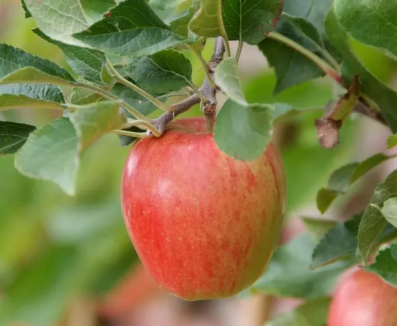 Bild: Apfelwickler & Co.: Lästige Gartenplagen und was dagegen hilft