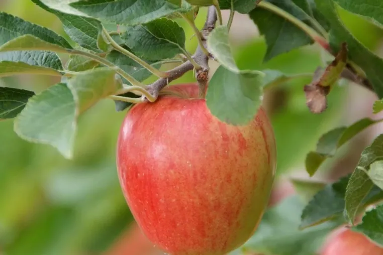 Bild: Apfelwickler & Co.: Lästige Gartenplagen und was dagegen hilft