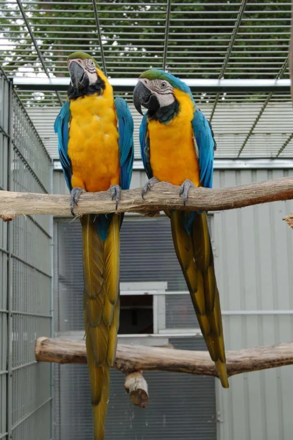 Das Gelbbrustara Paar Rico und Cora tanken mal eben frische Luft bevor es wieder an die Fütterung der Vierlinge geht.