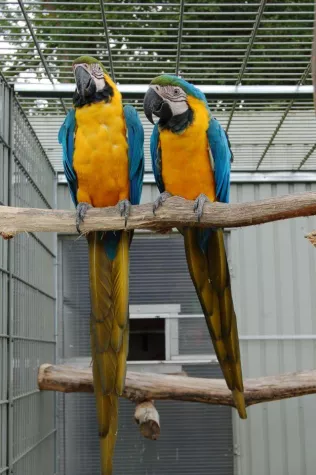 Bild: Vierlinge im Papageien Paradies Sonsbeck