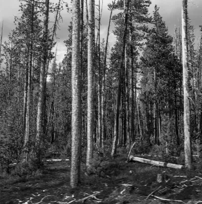 Bild: Landschaft als Projektionsraum | Fotografieausstellung von Ute Schendel