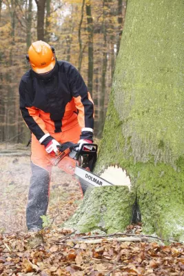 Universalsäge erleichtert die Waldarbeit Bild: Universalsäge erleichtert die Waldarbeit