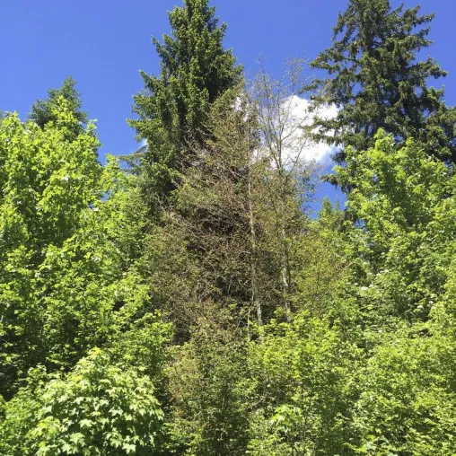 Bild: Klimaerwärmung: Das Spätfrostrisiko nimmt in höheren Lagen zu