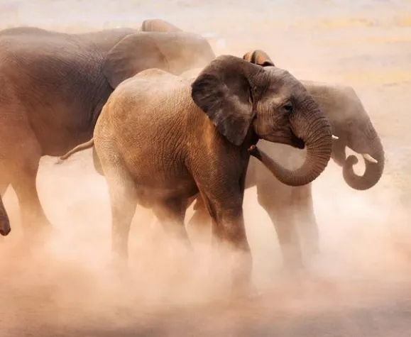 Elefanten mögen keine scharfen Chilis Bild: Elefanten mögen keine scharfen Chilis