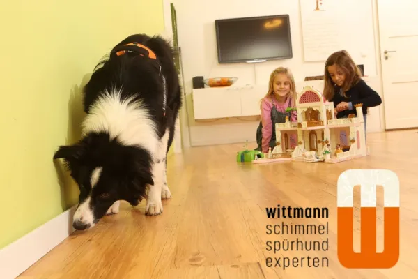 Bild: Sommerzeit – Schimmelzeit? Warum ein Schimmelspürhund jetzt besonders hilfreich ist