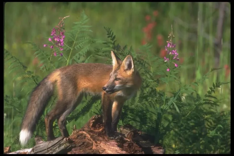Keine Chance für den "Problem"-Fuchs Bild: Keine Chance für den "Problem"-Fuchs
