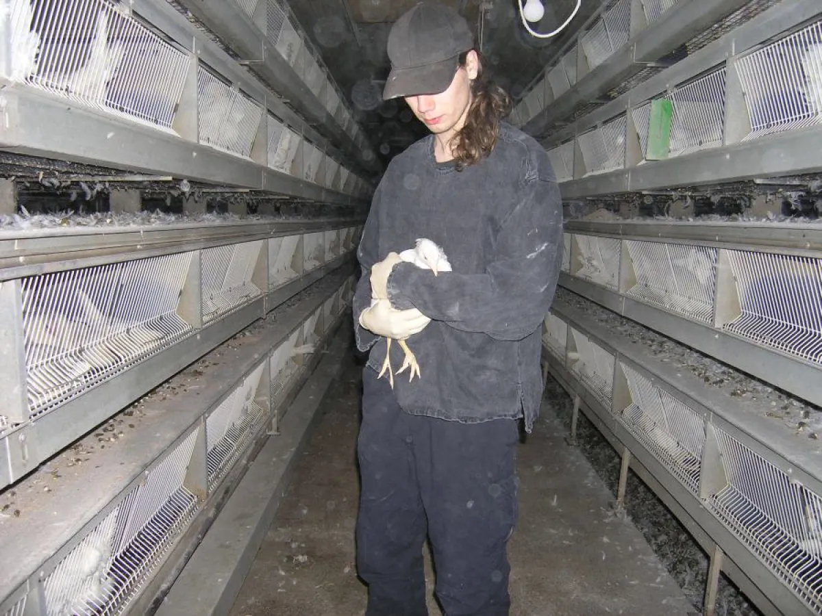 Aktivist mit befreitem Huhn