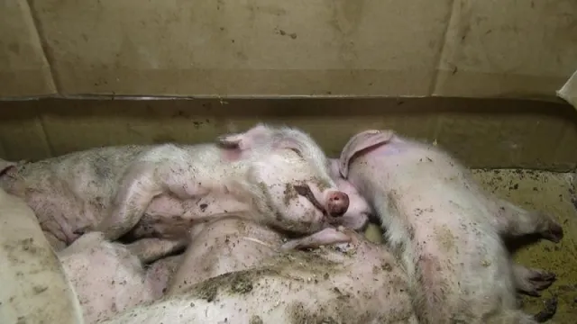 Bild: Die brutale Praxis, "überflüssige" Ferkel loszuwerden